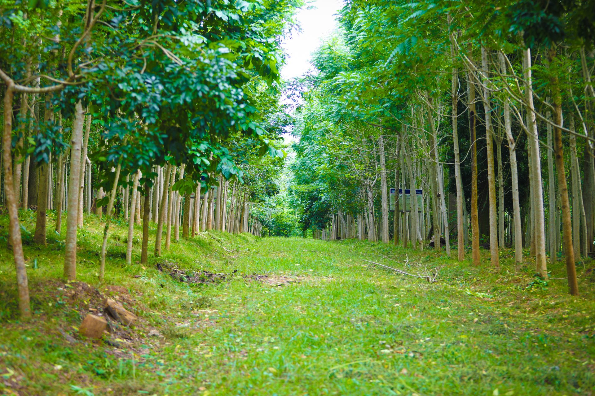 Workers planting native tree seedlings at Kweikaro Forest Reserve reforestation site